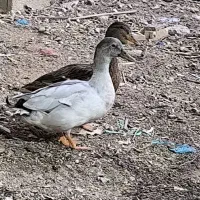 خضیری اردک خضیری|حیوانات مزرعه|شادگان, |دیوار