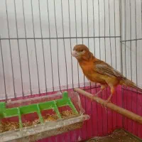 قناری|پرنده|فولادشهر, B7|دیوار