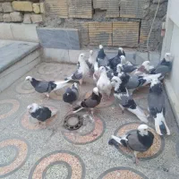 کبوتر شازده سبز ابلق هما شمرون  تهرون در فلاورجان|پرنده|اصفهان, کوی امیریه|دیوار