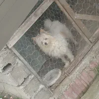 پاکوتاه