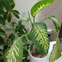 گل مناسب  کادو هدیه منزل اداره ویلا بنگاه آپارتمان|گل و گیاه طبیعی|کاشمر, |دیوار