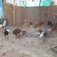 فروش تعدادی جوجه ومرغ و خروس|حیوانات مزرعه|بافت, |دیوار