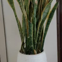 گل سانسوریا با گلدان بزرگ زیر قیمت