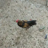 حراج|حراج|اردکان, |دیوار