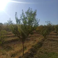 باغ فریدونشهر اصفهان