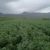 باقله باقالی