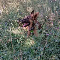 فروش سگ مالیونز|سگ|زرند, |دیوار