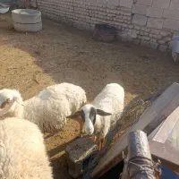 فروش ۴راس بره ۲تاش نر دوتا ماده