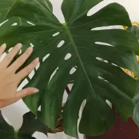 برگ انجیری مانسترا