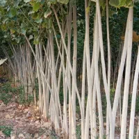 نهال و نهالستان تعاونی گوارشگ زیر قیمت بازار حراج|خدمات باغبانی و درختکاری|مشهد, توس فردوسی|دیوار