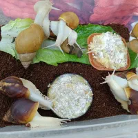 حلزون کلکسیونی انواع نژادها