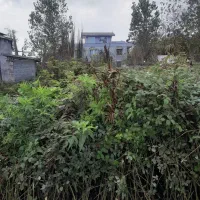 علف زنی (چمن)با دستگاه چند کاره و سم پاشی