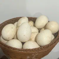 تخم بوقلمون تضمینی آماده جوجه‌کشی درصد نطفه بالا