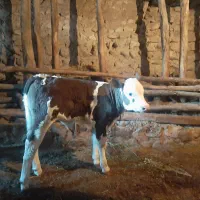 گاو شیری سیمینتال با گوساله در هشجین خلخال