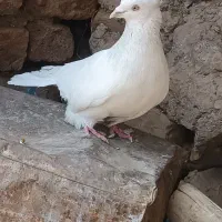 کبوتر|پرنده|بم, |دیوار