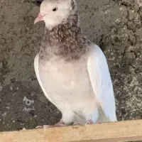 کبوتر عالی ساعت سنگین معاوضه هم دارم