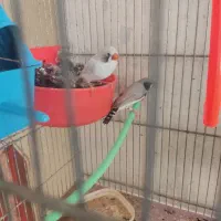 نروماده فنچ لپ سیاه مولد|پرنده|شهرکرد, |دیوار