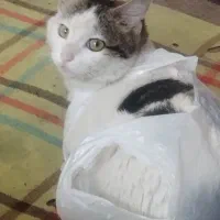 فروش گربه پنبه