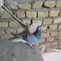 دم سفید دو رگ|حیوانات|یزد, |دیوار