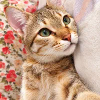 گربه عقیم شده