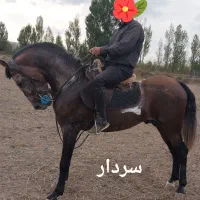 اسب وسوارکاری