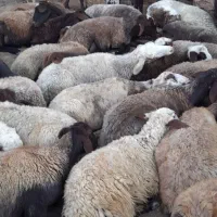 میش داشی