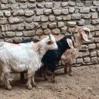 3 عدد بزغاله چاق شیر مست دورگه پاکستانی اصل