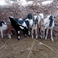 بامتور معامله میکنه 200|حیوانات مزرعه|گلباف, |دیوار