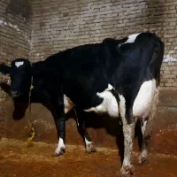 سه راس گاو طلا