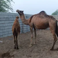 یک نفر شتر ماده داشتی
