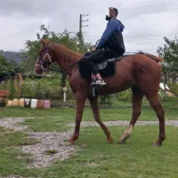 ۲ راس اسب یک مادیان ترکمن یک نریان هلشتاین|اسب و تجهیزات اسبسواری|ساری, |دیوار