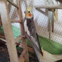 عروس هلندی نر