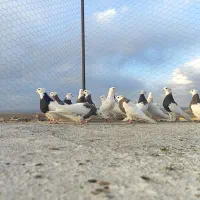 کفتر طوقی فروشی همه جوانه