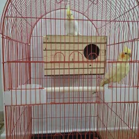 یک جفت عروس هلندی نر و ماده