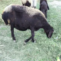 گوسفند ماده باردار