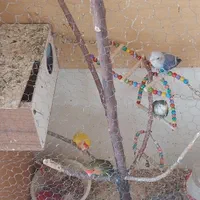 پرنده