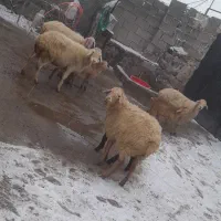 4 راس گوسفنده بالالی جوان شیشک