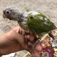 جوجه گیرینچیک