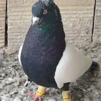 کفتر سینه سیاه نرقلدر