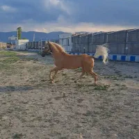 اسب اصیل کرره شاهرنگ|اسب و تجهیزات اسبسواری|سراب, |دیوار