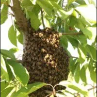 زنبور عسل
