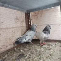 کبوتر سینه سار و زرد و سرخ و کله زرد دم سفید
