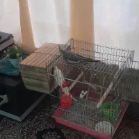 عروس هلندی گمشده