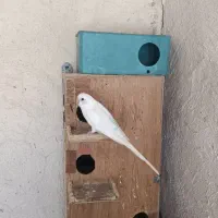 جفت مولد مرغ عشق کارداده و یه ماده تکی ابروبادی