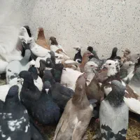 کفتر یا کبوتر بیرونی ب شرط هوا|پرنده|شیراز, پودنک|دیوار