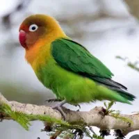 کوتوله گمشده