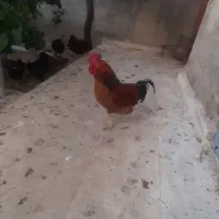فروش خروس محلی سالم و باکیفیت