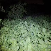 برگ چغندر تازه با کمی سر چغندروگ