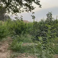 باغ چهاردیواری|فروش دفتر صنعتی، کشاورزی، تجاری|اسلامشهر, کاشانک|دیوار