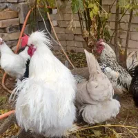 فروش مرغ و خروس مینیاتوری و ابریشمی